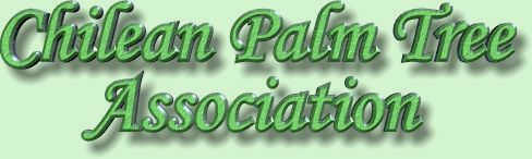 Chilean Palm Tree Association